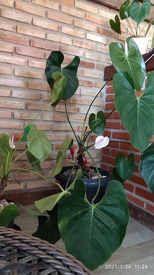 Pousada Askalon Itaunas  Buitenkant foto